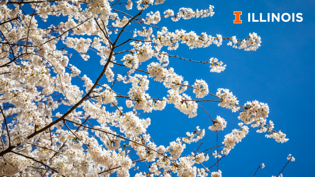 Branches of a cherry blossom tree in full bloom against a clear blue sky, with the University of Illinois logo in the upper right corner.